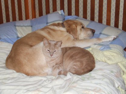 Lacey and Caper Sleeping