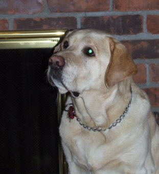 Lacey In Our House