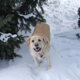 Lacey Playing In The Snow