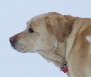 Lacey Looking On