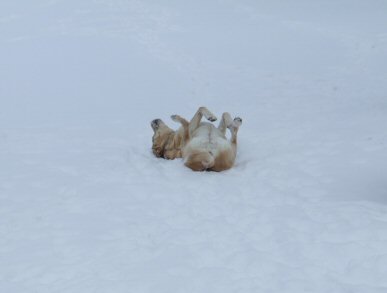Lacey Rolling Around In The Snow