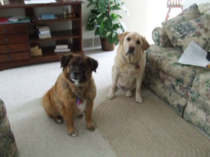 Shelby (Right) and Lacey (Left)