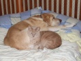 Lacey and Caper Sleeping