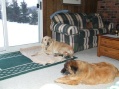 Lacey and Shelby