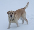 Lacey In The Snow