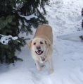 Lacey Playing In The Snow