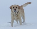 More of Lacey In The Snow
