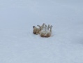 Lacey Rolling Around In The Snow