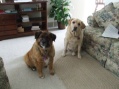 Shelby (Right) and Lacey (Left)