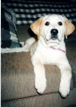 Lacey When She Was A Puppy
