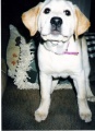 More of Lacey As A Puppy
